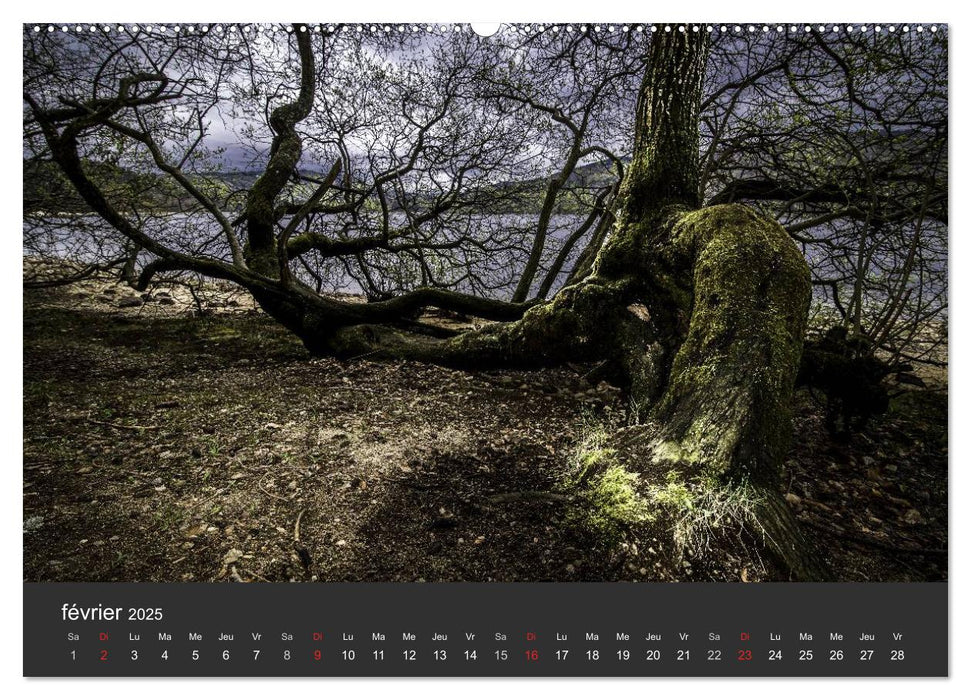 Auprès de mon arbre (CALVENDO Calendrier supérieur 2025)