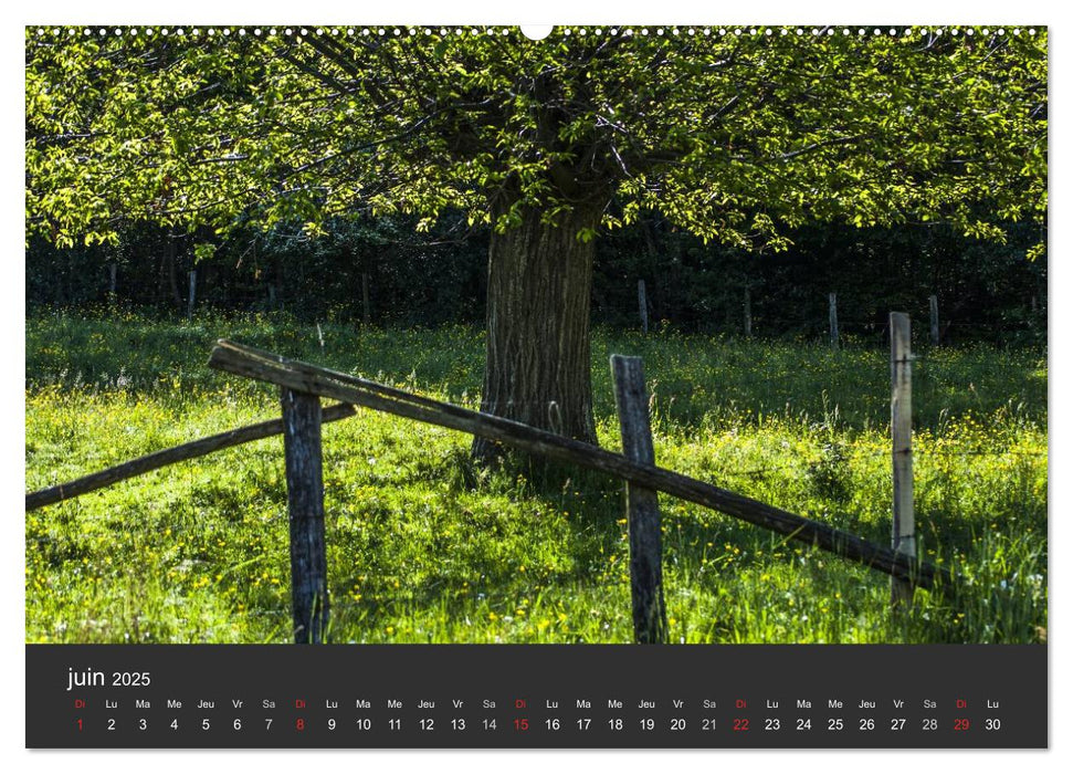 Auprès de mon arbre (CALVENDO Calendrier supérieur 2025)