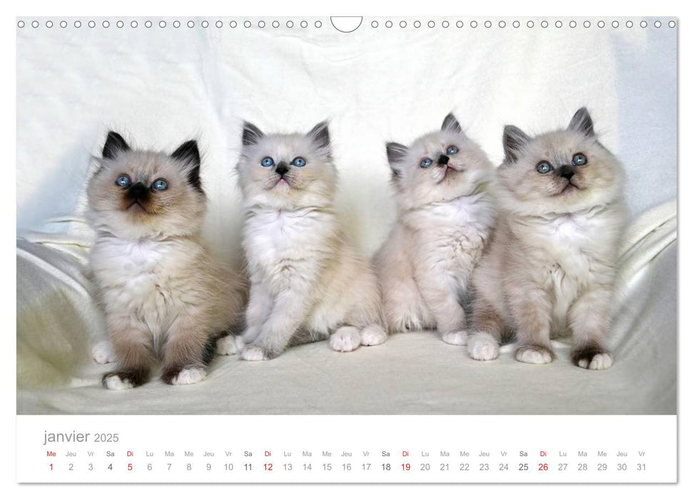 La parade des chats (CALVENDO Calendrier mensuel 2025)