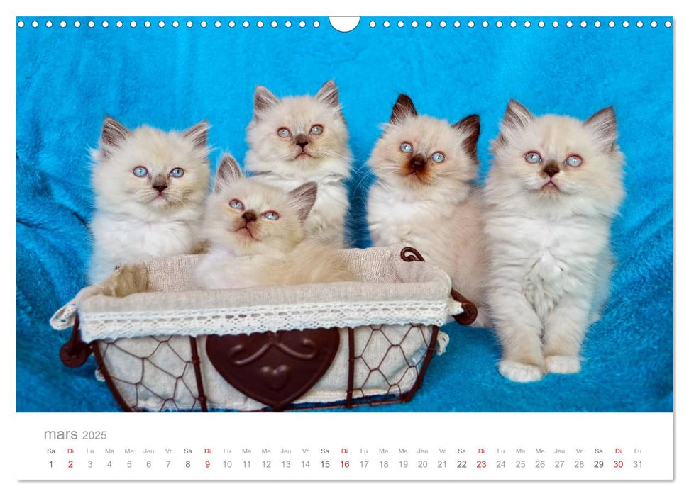 La parade des chats (CALVENDO Calendrier mensuel 2025)