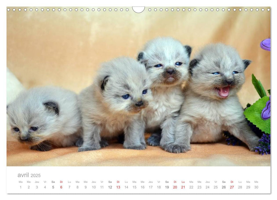 La parade des chats (CALVENDO Calendrier mensuel 2025)