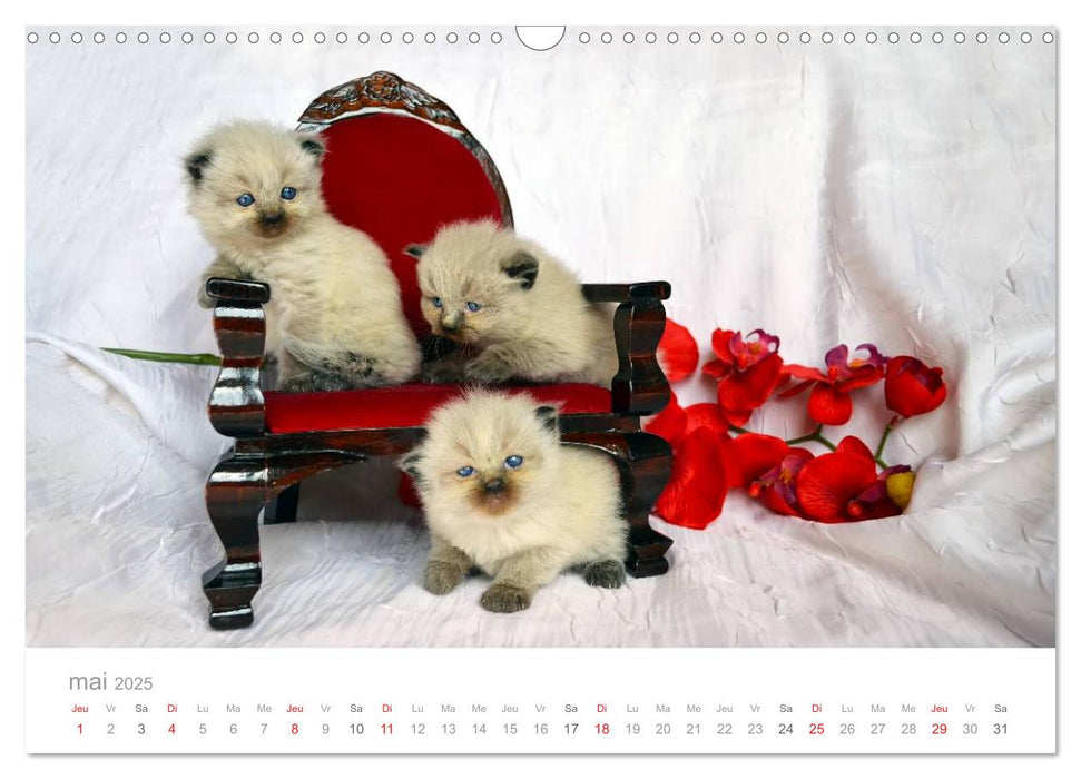 La parade des chats (CALVENDO Calendrier mensuel 2025)