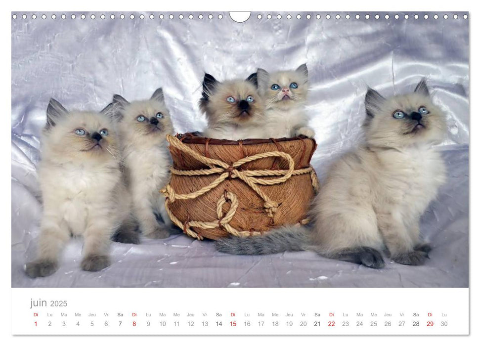 La parade des chats (CALVENDO Calendrier mensuel 2025)