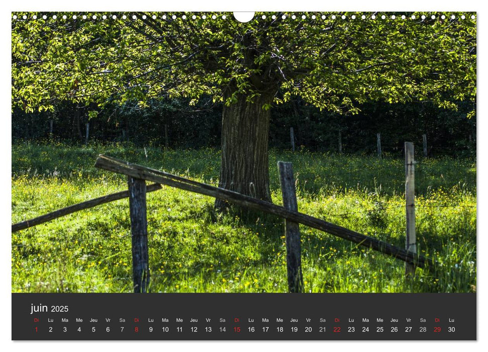 Auprès de mon arbre (CALVENDO Calendrier mensuel 2025)