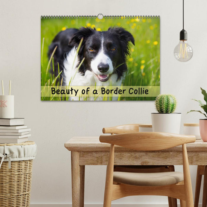 Beauty of a Border Collie (CALVENDO Monthly Calendar 2025)