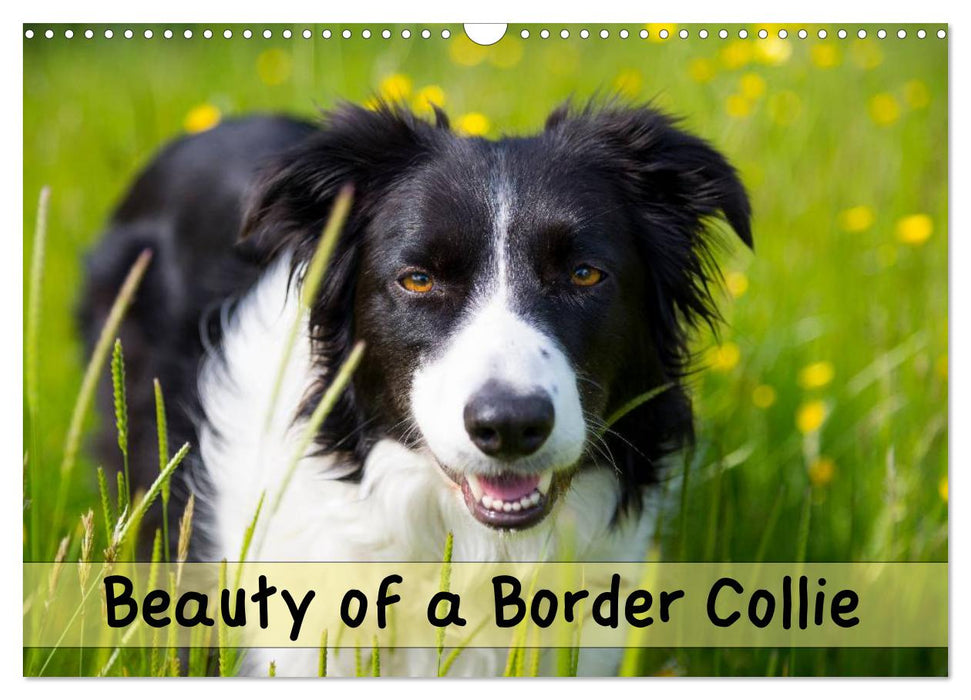 Beauty of a Border Collie (CALVENDO Monthly Calendar 2025)