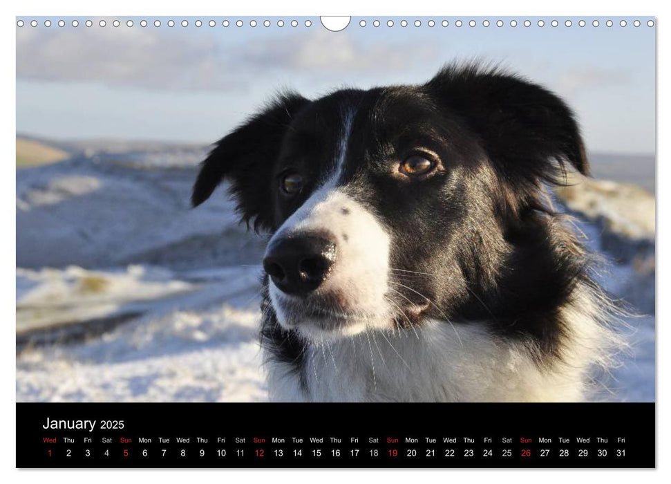 Beauty of a Border Collie (CALVENDO Monthly Calendar 2025)