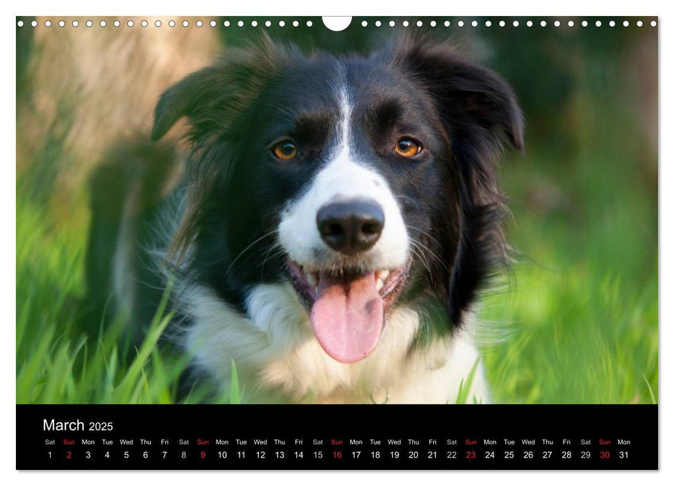 Beauty of a Border Collie (CALVENDO Monthly Calendar 2025)