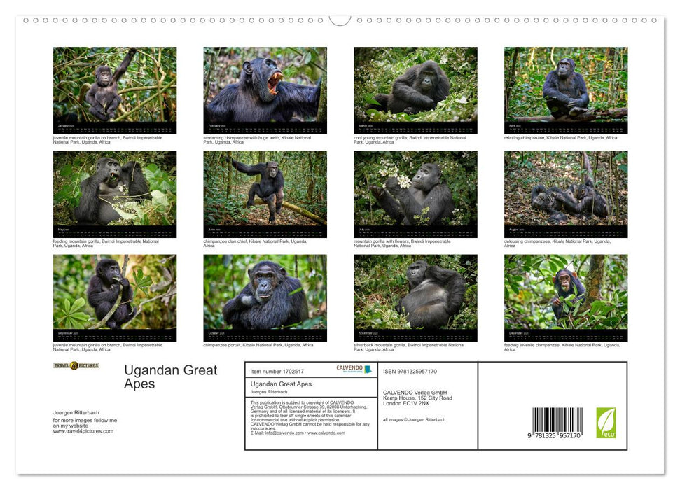 Ugandan Great Apes (CALVENDO Premium-Calendar 2025)