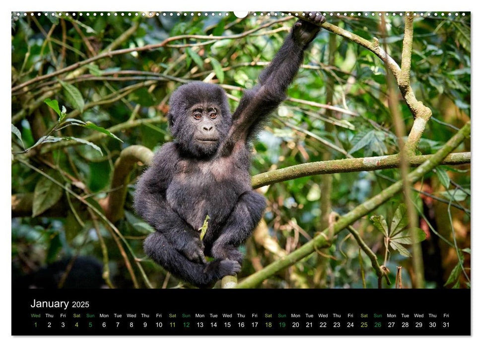 Ugandan Great Apes (CALVENDO Premium-Calendar 2025)