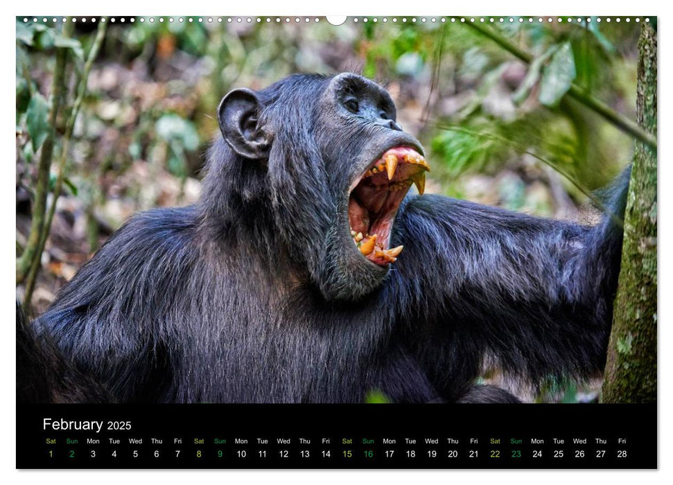 Ugandan Great Apes (CALVENDO Premium-Calendar 2025)