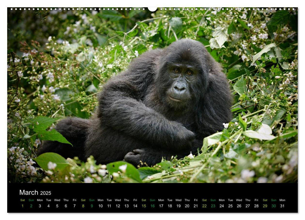 Ugandan Great Apes (CALVENDO Premium-Calendar 2025)