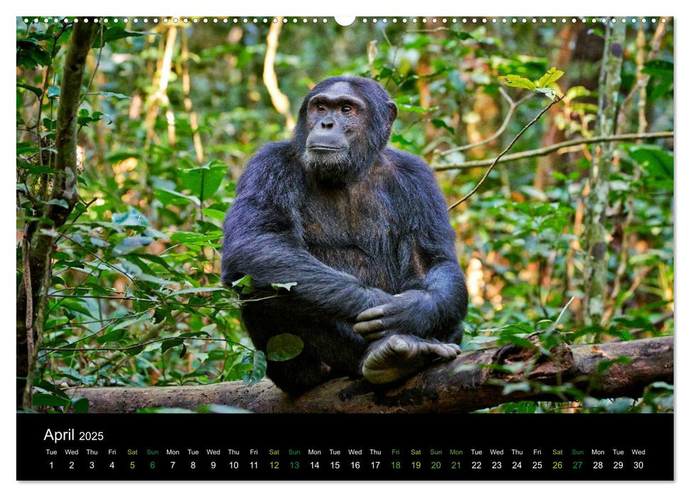 Ugandan Great Apes (CALVENDO Premium-Calendar 2025)