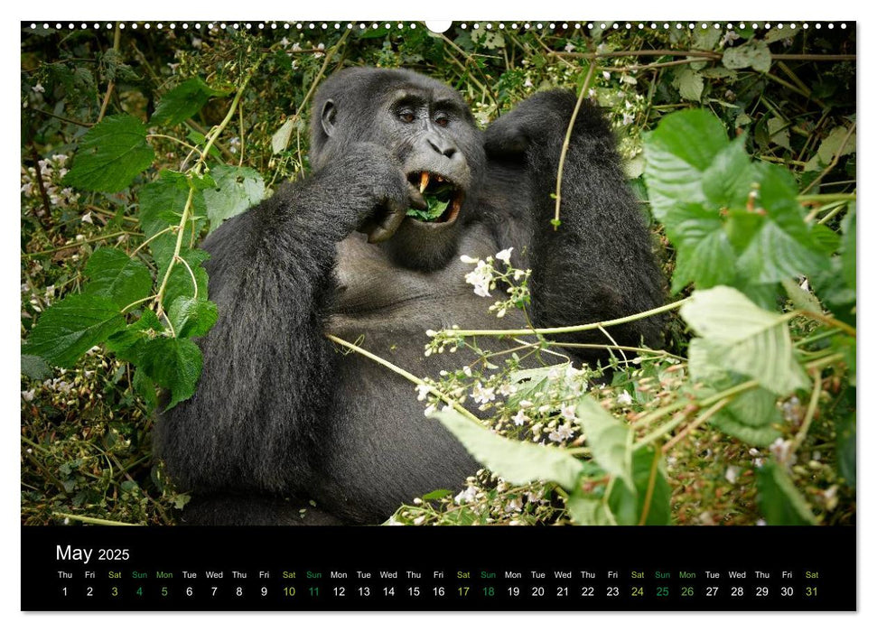 Ugandan Great Apes (CALVENDO Premium-Calendar 2025)