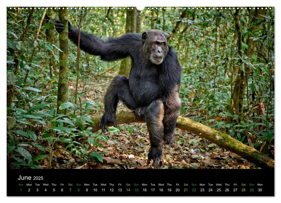 Ugandan Great Apes (CALVENDO Premium-Calendar 2025)