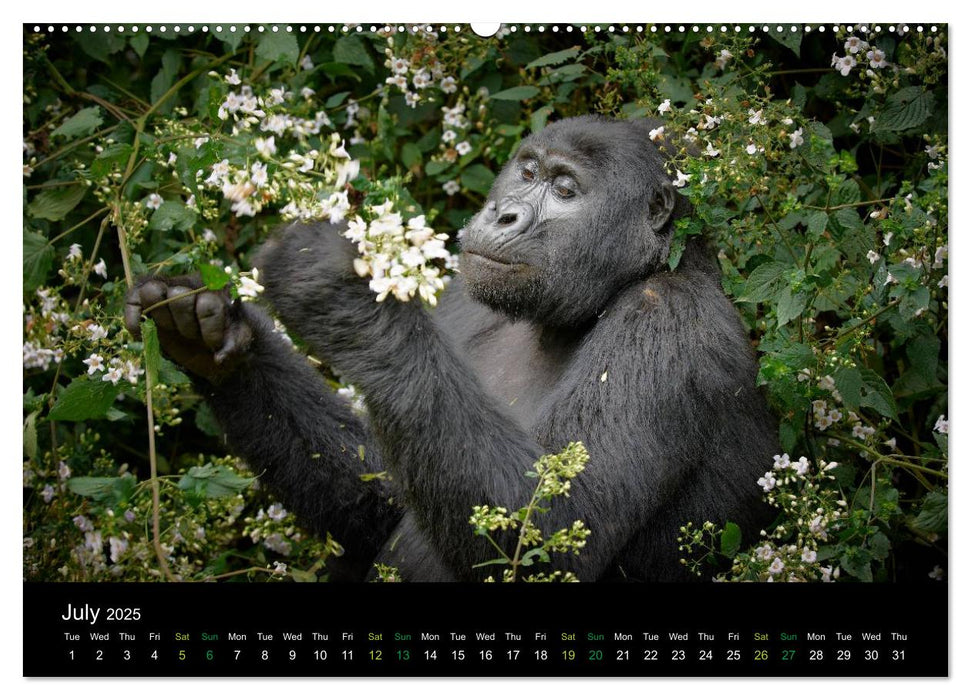 Ugandan Great Apes (CALVENDO Premium-Calendar 2025)