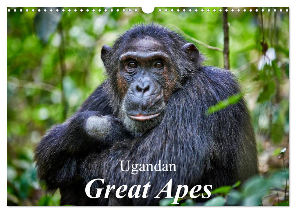 Ugandan Great Apes (CALVENDO Monthly Calendar 2025)