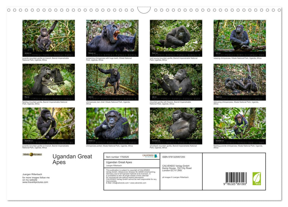 Ugandan Great Apes (CALVENDO Monthly Calendar 2025)