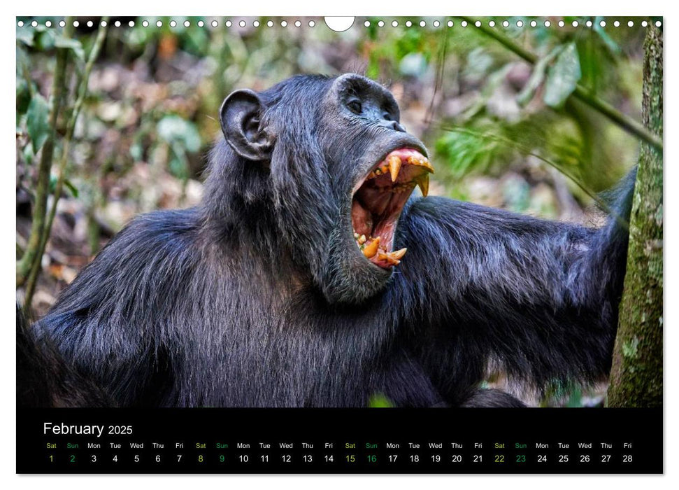 Ugandan Great Apes (CALVENDO Monthly Calendar 2025)