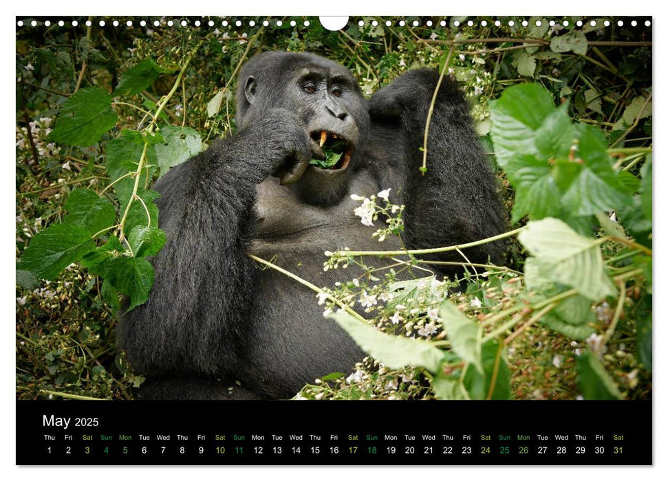 Ugandan Great Apes (CALVENDO Monthly Calendar 2025)