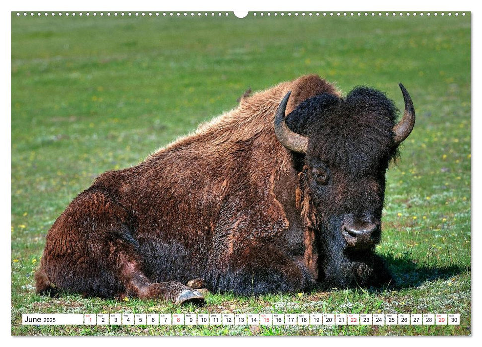 North American Bison (CALVENDO Premium-Calendar 2025)