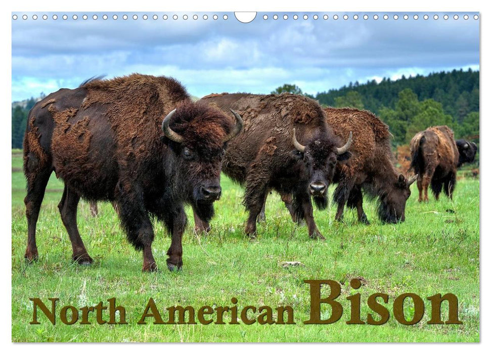 North American Bison (CALVENDO Monthly Calendar 2025)