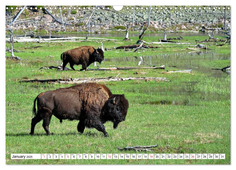 North American Bison (CALVENDO Monthly Calendar 2025)