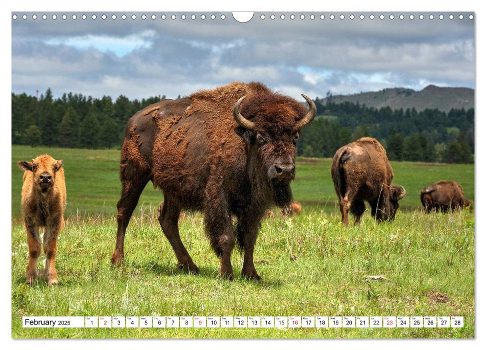 North American Bison (CALVENDO Monthly Calendar 2025)