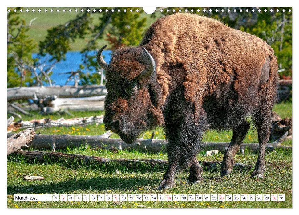 North American Bison (CALVENDO Monthly Calendar 2025)