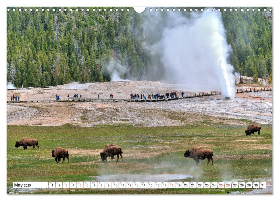 North American Bison (CALVENDO Monthly Calendar 2025)