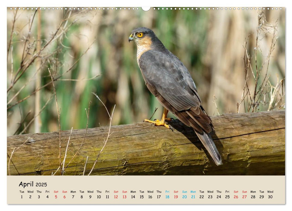 British Birds of Prey (CALVENDO Premium-Calendar 2025)