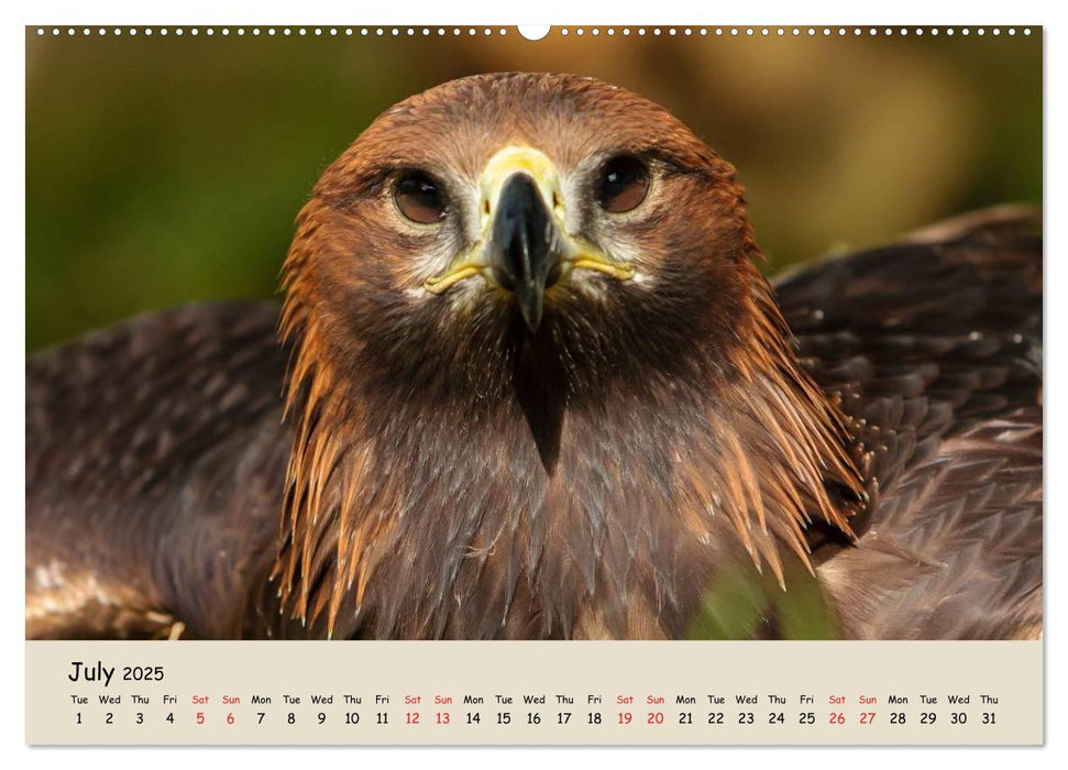 British Birds of Prey (CALVENDO Premium-Calendar 2025)