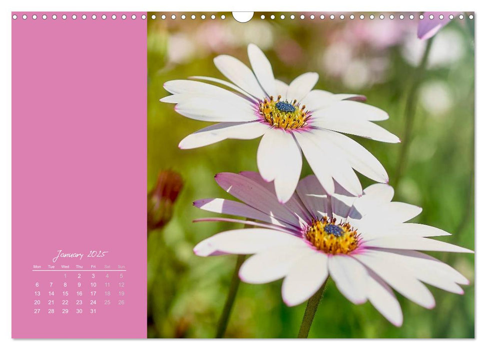 Vibrancy of flowers (CALVENDO Monthly Calendar 2025)