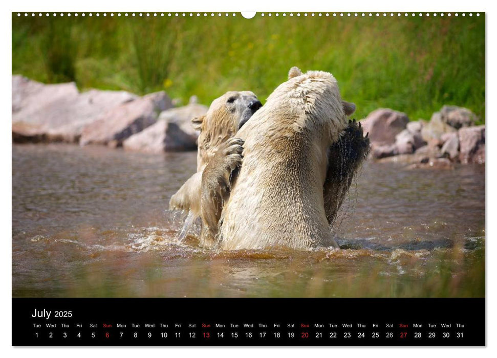 POLAR BEARS - ARCTIC LEGENDS (CALVENDO Premium-Calendar 2025)