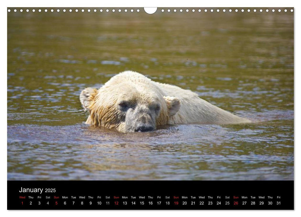 POLAR BEARS - ARCTIC LEGENDS (CALVENDO Monthly Calendar 2025)