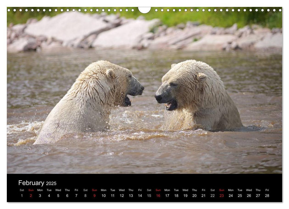 POLAR BEARS - ARCTIC LEGENDS (CALVENDO Monthly Calendar 2025)