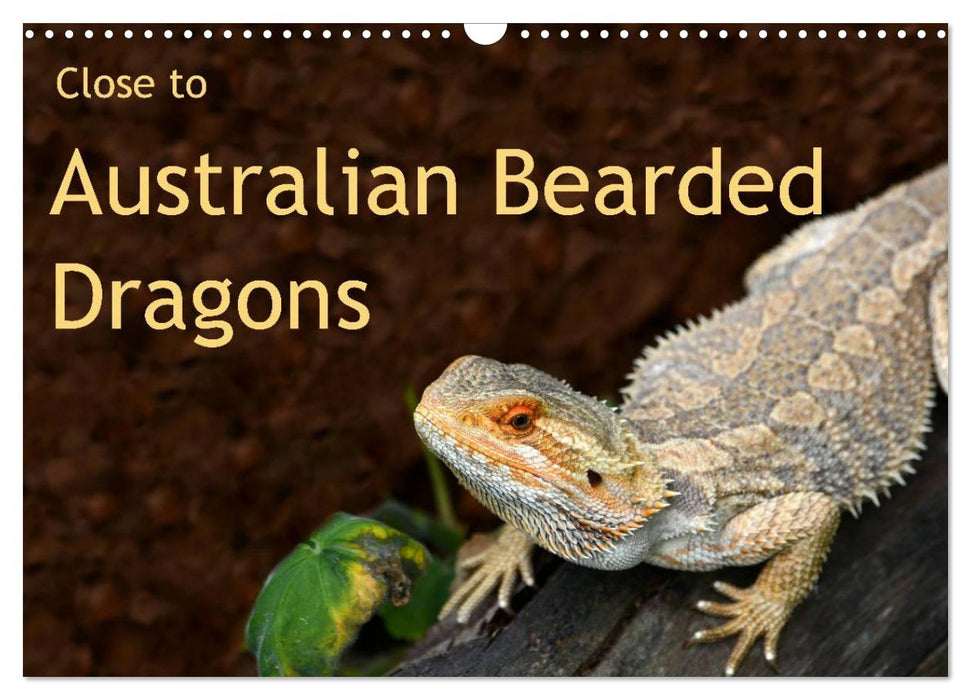 Close to Australian Bearded Dragons (CALVENDO Monthly Calendar 2025)