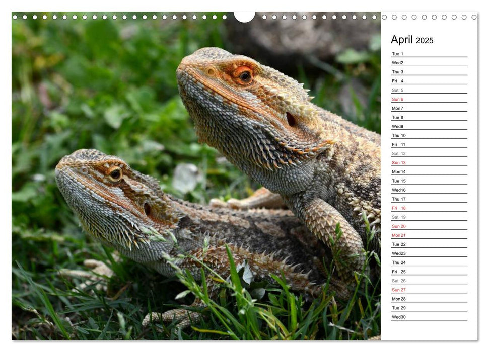 Close to Australian Bearded Dragons (CALVENDO Monthly Calendar 2025)