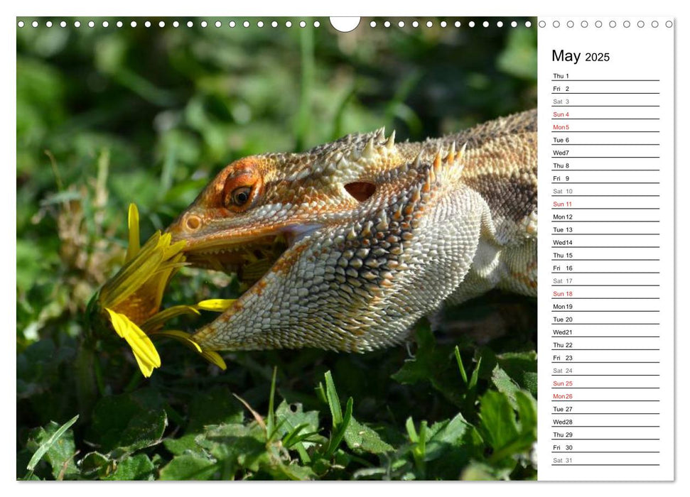 Close to Australian Bearded Dragons (CALVENDO Monthly Calendar 2025)