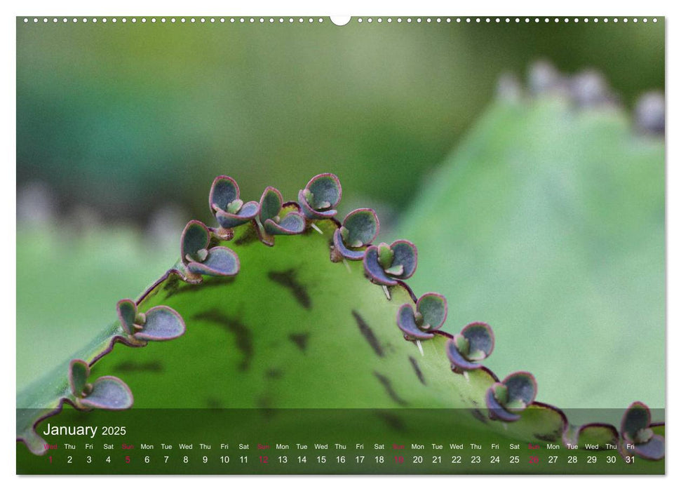 Succulent Dreams (CALVENDO Premium-Calendar 2025)