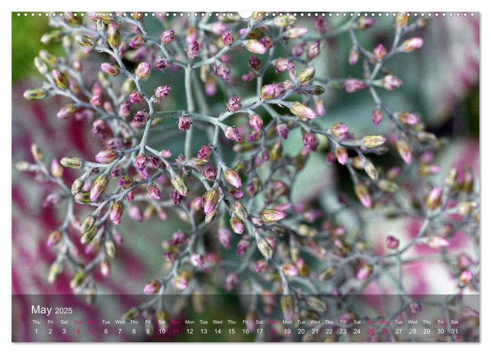 Succulent Dreams (CALVENDO Premium-Calendar 2025)