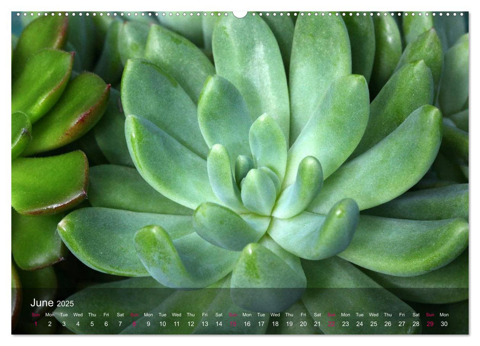 Succulent Dreams (CALVENDO Premium-Calendar 2025)