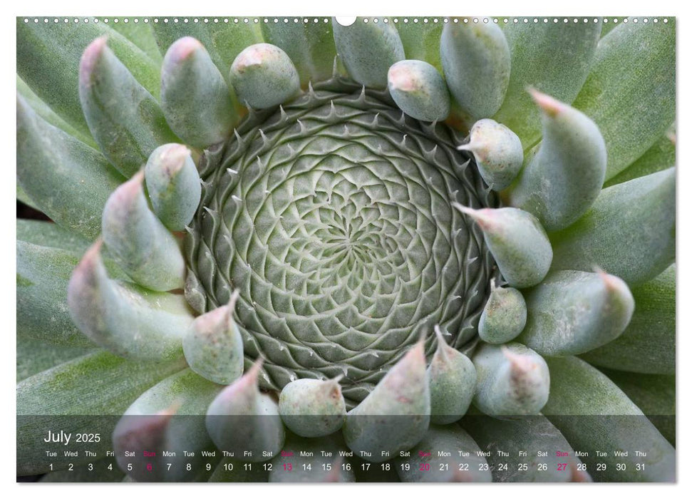 Succulent Dreams (CALVENDO Premium-Calendar 2025)