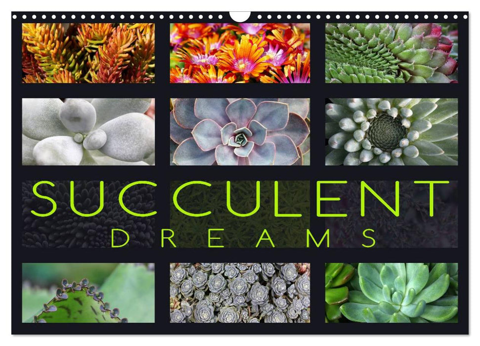 Succulent Dreams (CALVENDO Monthly Calendar 2025)