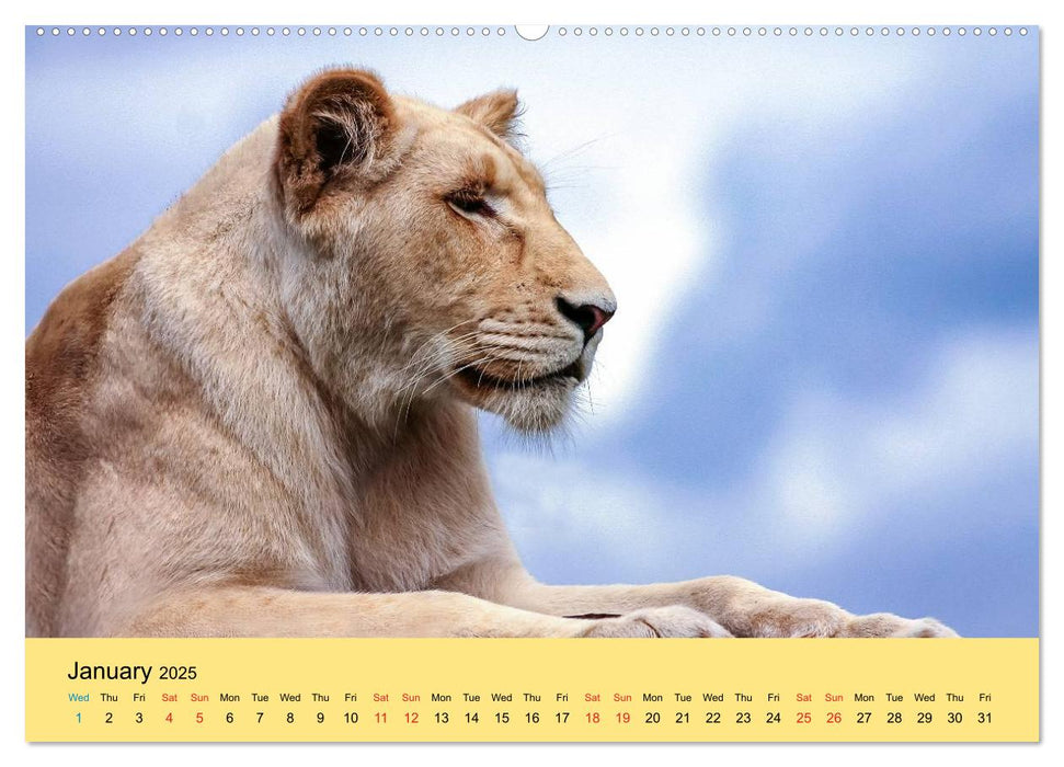 Just Big Cats (CALVENDO Premium-Calendar 2025)