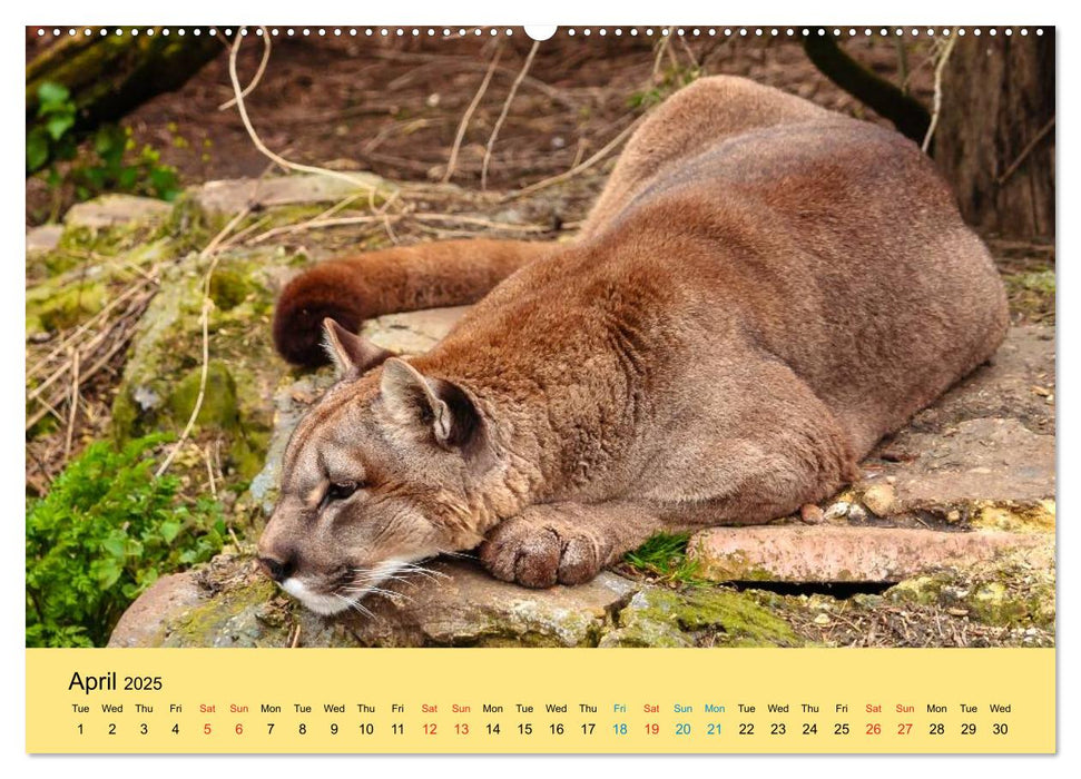 Just Big Cats (CALVENDO Premium-Calendar 2025)