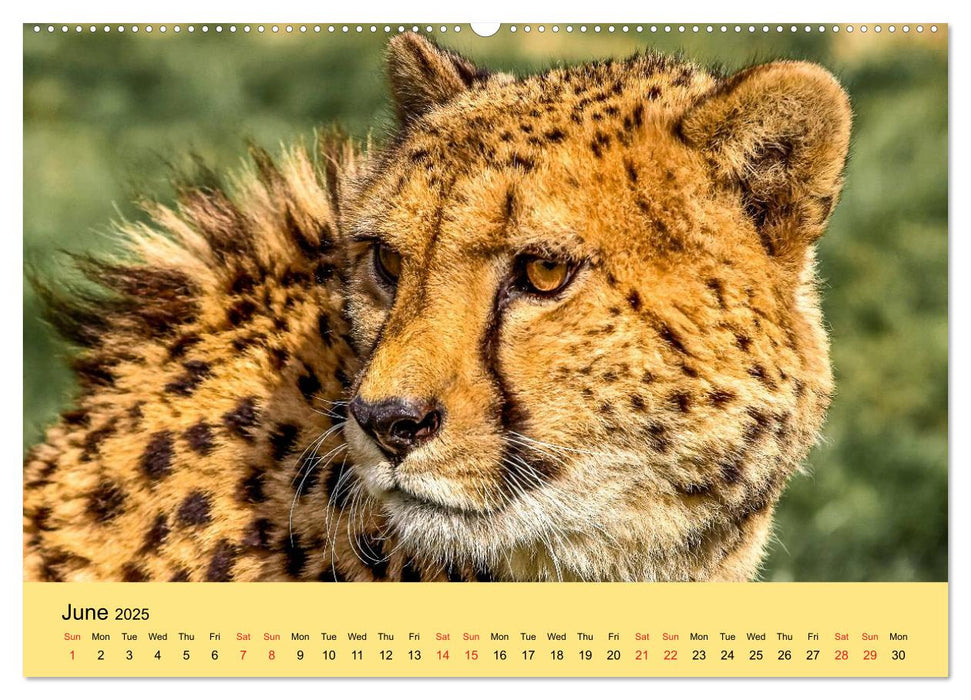 Just Big Cats (CALVENDO Premium-Calendar 2025)