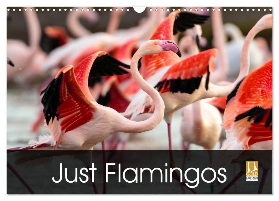 Just Flamingos (CALVENDO Monthly Calendar 2025)