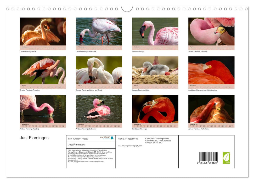 Just Flamingos (CALVENDO Monthly Calendar 2025)