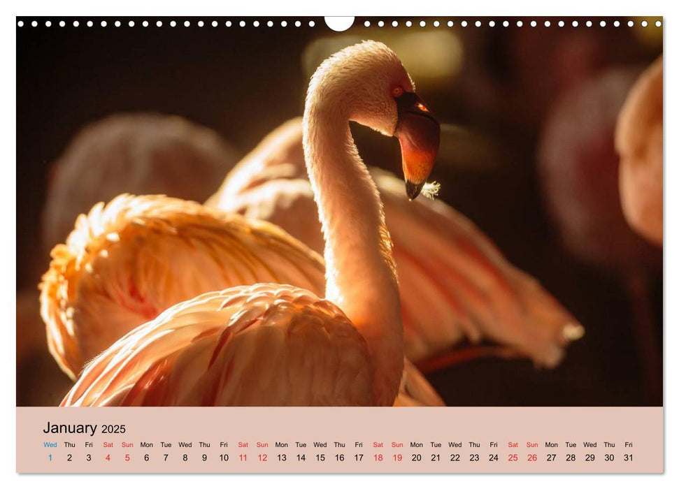 Just Flamingos (CALVENDO Monthly Calendar 2025)